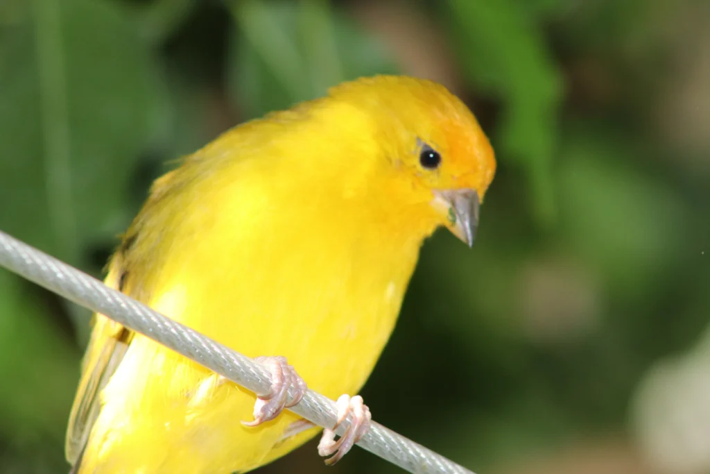 canary bird singing
