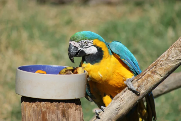 How Often Do Macaws Eat? 5 Feeding Mistakes to Avoid!