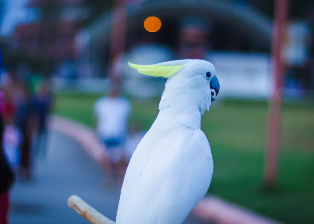 Cockatoos Yankton