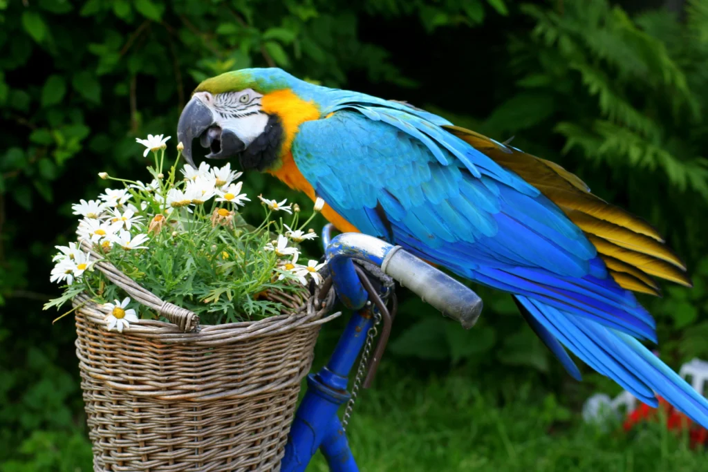 How Often Do Macaws Eat