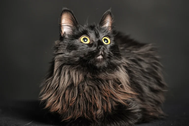 Long Haired Black Cat: 7 Mysterious Facts You Need to Know!