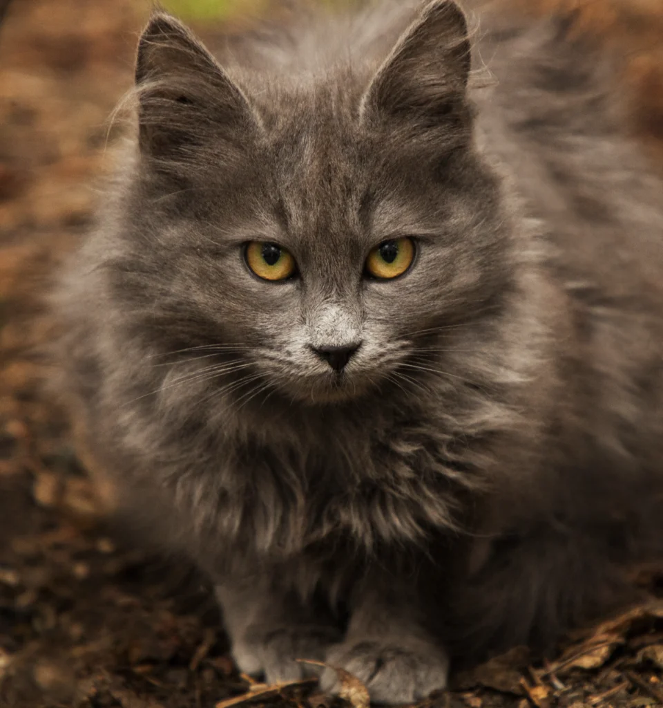 british long hair cat