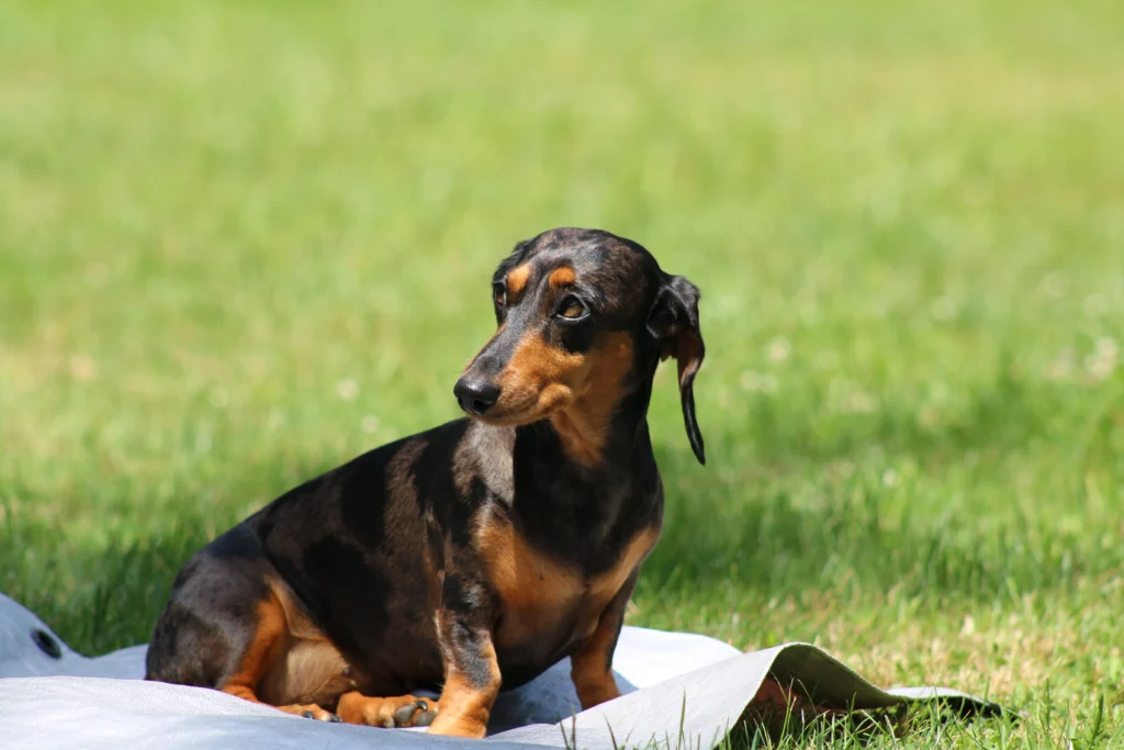 dog breeds dachshund mix