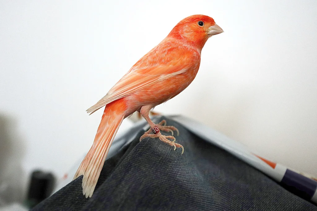 red canary bird