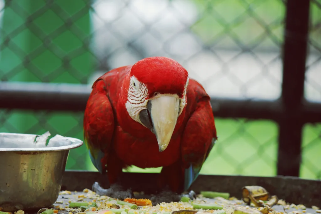 How Often Do Macaws Eat