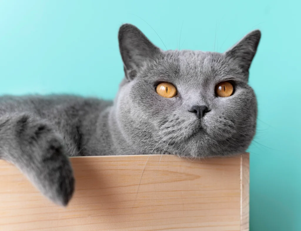 british shorthair cat breeder