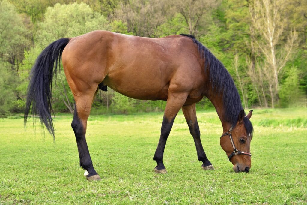 quarter horse colors