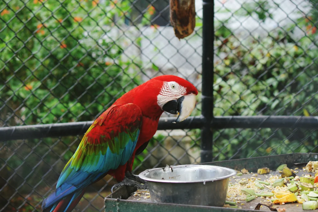 How Often Do Macaws Eat