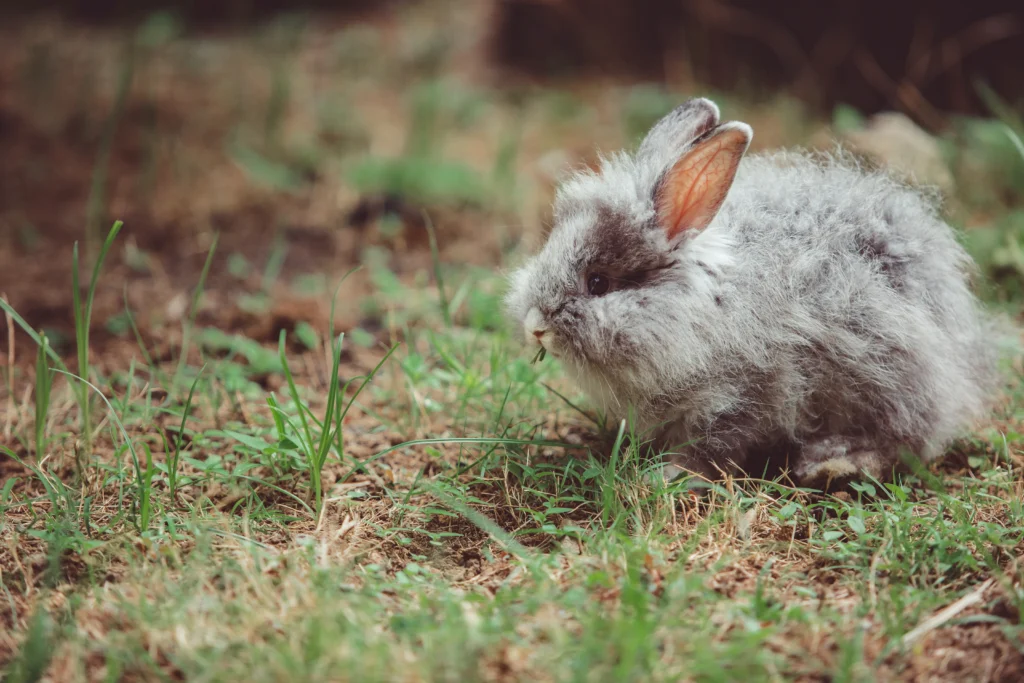 American Fuzzy Lop Size