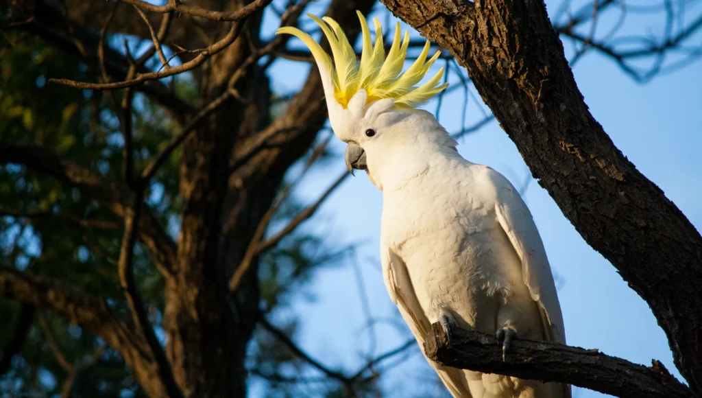 Cockatoos Yankton