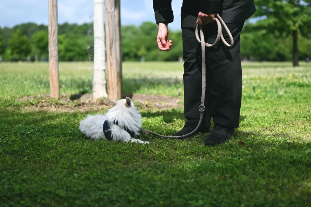 service dog training