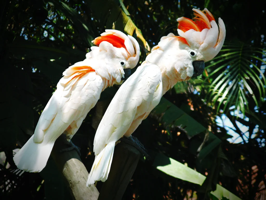 Cockatoos Yankton