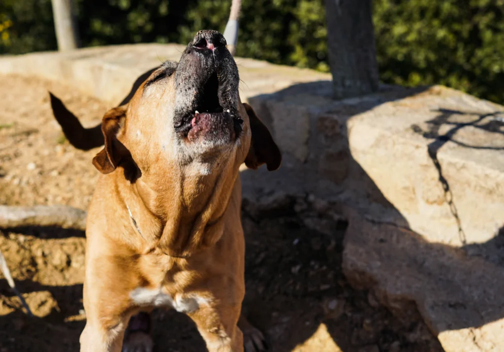 dog barking