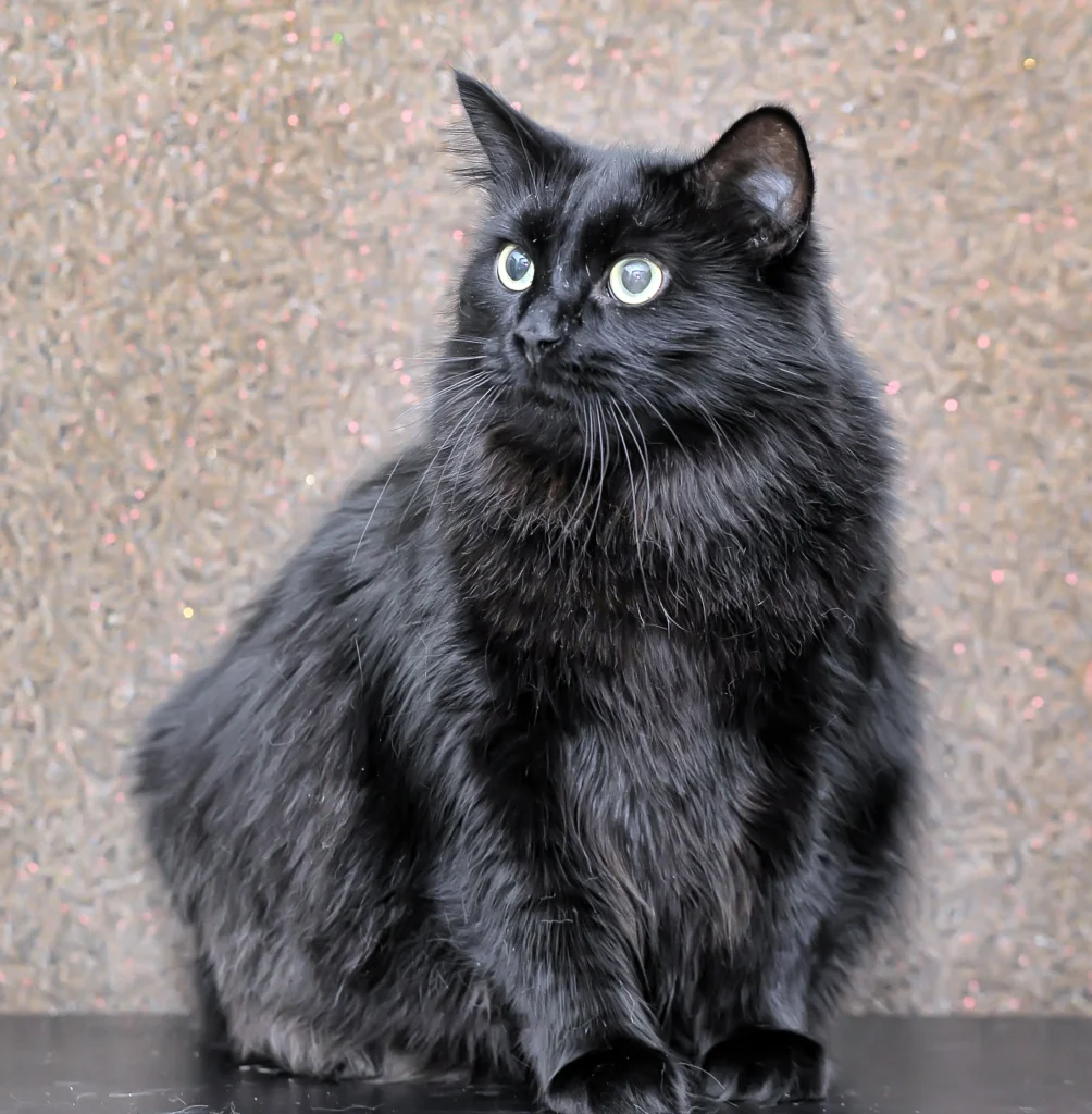 long haired black cat