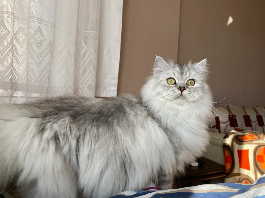 british long hair cat