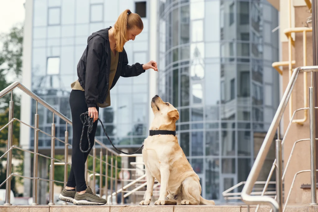 service dog training