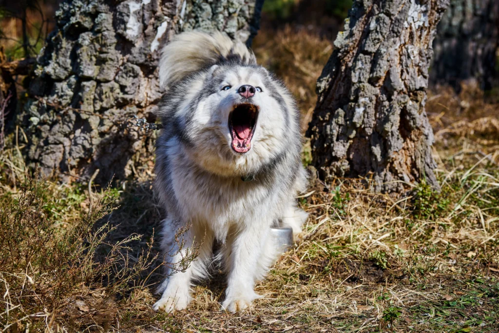 dog barking
