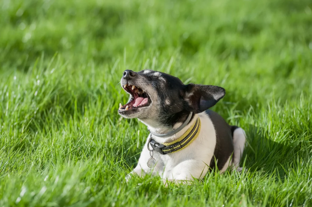 dog barking