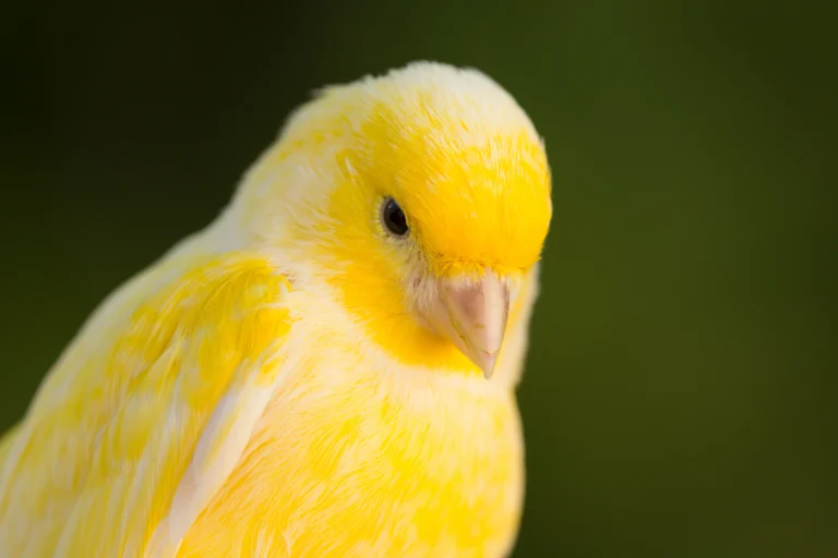 Canary Colors: 5 Stunning Shades & Rare Variations Exposed!