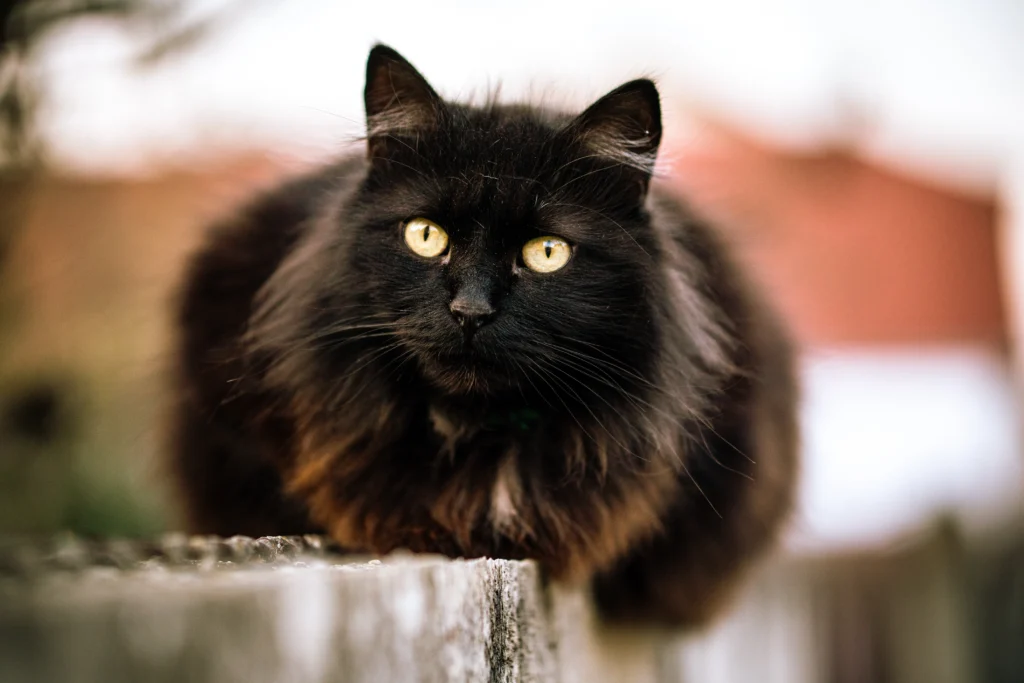 long haired black cat