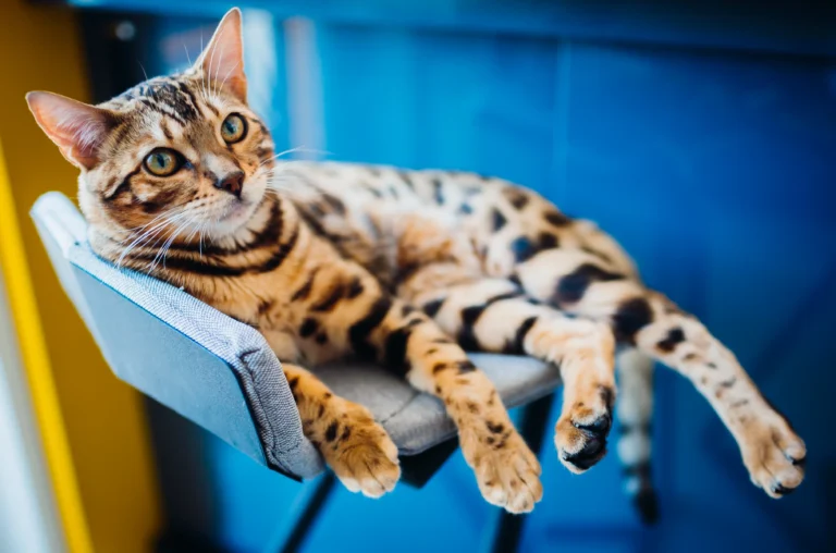 5 Bengal Cat Breeds with Pictures That Will Leave You Speechless