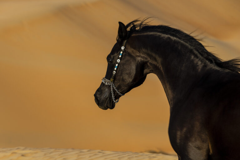 Arabian Horse Cost Revealed: 4 Brutal Facts Every Buyer Should Know