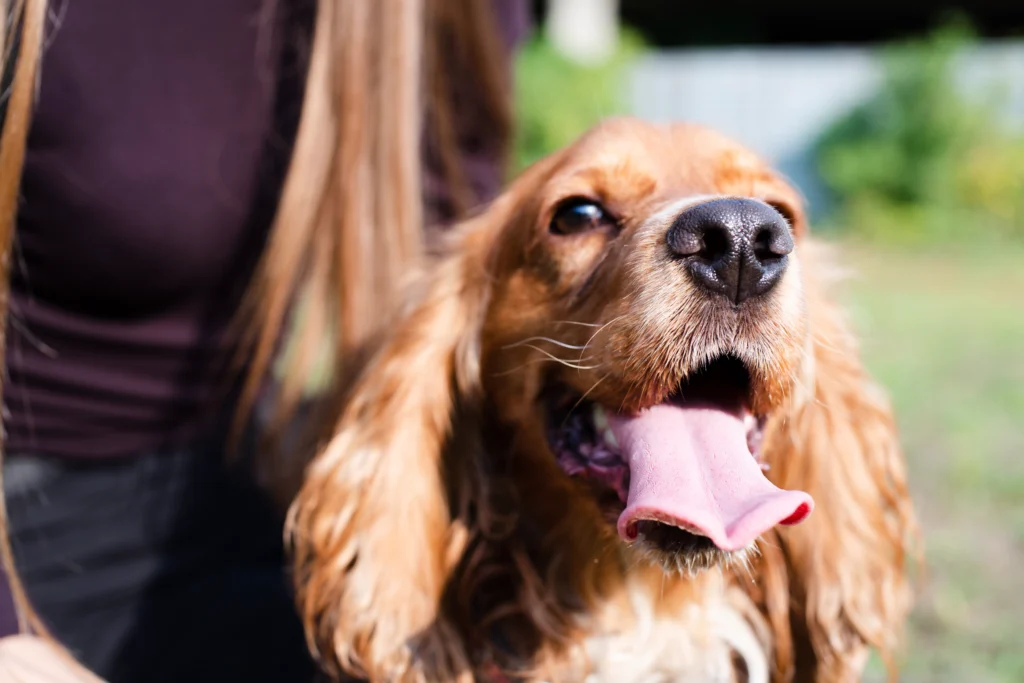 Dog Keeps Licking Lips