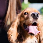 Dog Keeps Licking Lips? 5 Dangerous Causes Vets Want You to Know