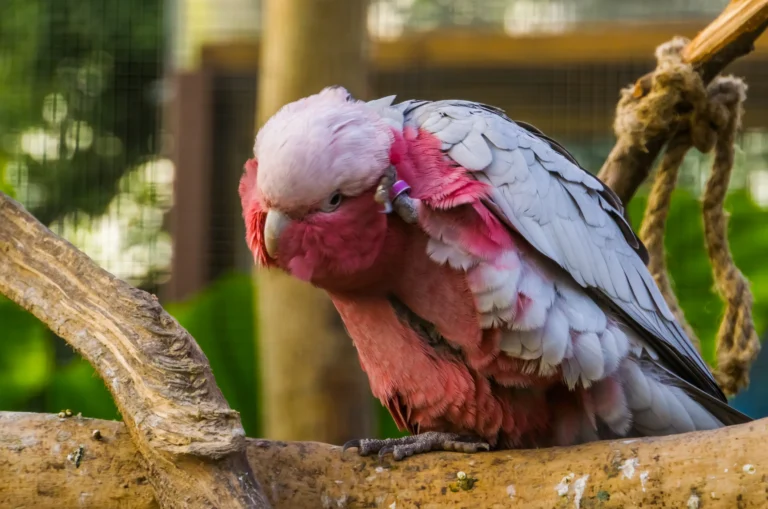 Rose-Breasted Cockatoo: The Worst Pet Bird?