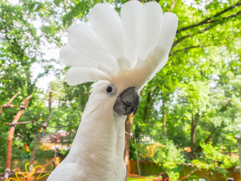 Is the Umbrella Cockatoo Parrot a Nightmare Pet? 6 Hard Truths
