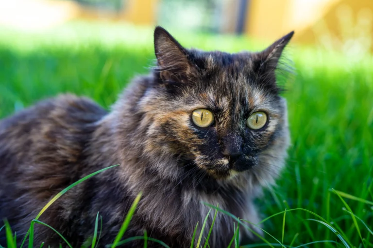 5 Reasons Why Long Hair Tortoiseshell Cats Are So Controversial