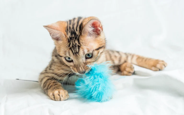 6 Cat Spring Toys That Seem Cute… But Are a Total Waste