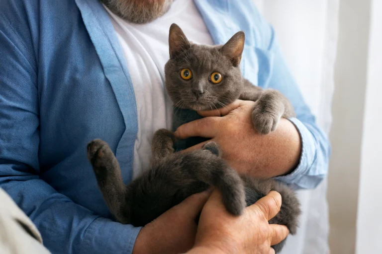Russian Blue Cat Adoption 5 Brutal Truths No One Tells You