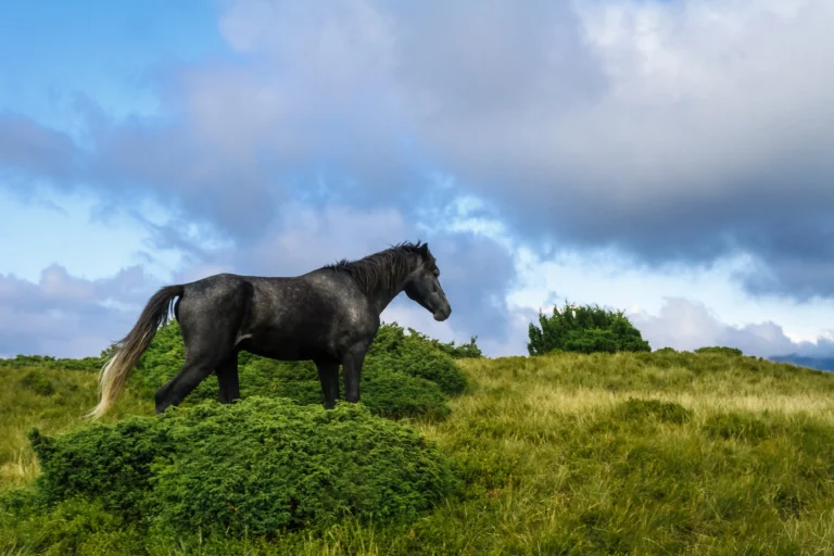 4 The Dark Side of the Aesthetic Friesian Horse