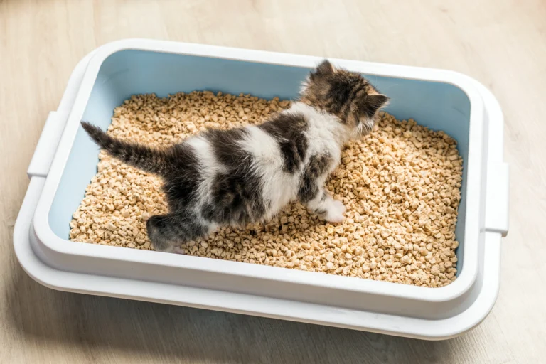 Cat Peeing Outside the Litter Box? 5 Myths Every Pet Owner Must Stop Believing