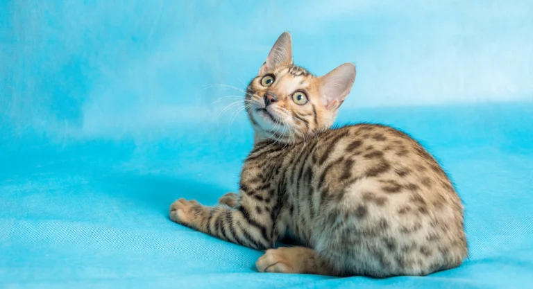 4 Stunning Cat Breeds with Blue Eyes: A Complete Guide
