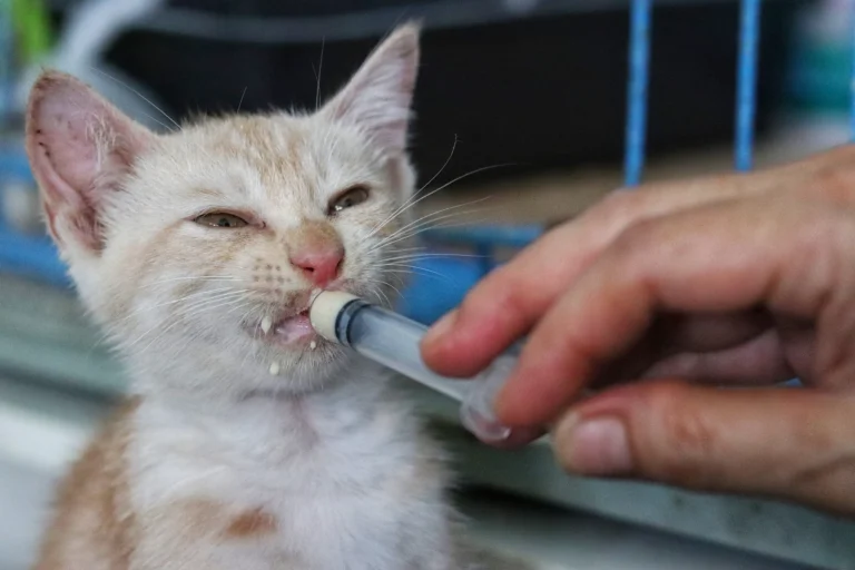 5 Cat Anxiety Medications That Could Save Your Cat’s Life