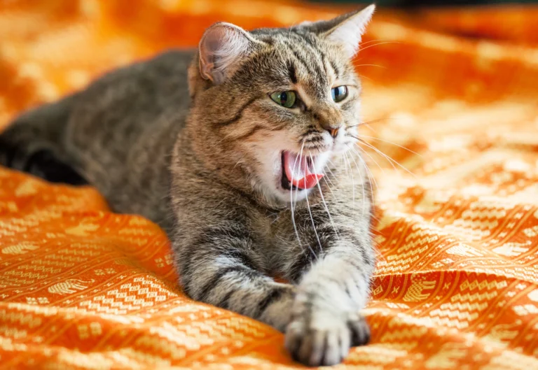 Why Do Cats Drool? 4 Scary Causes Every Cat Owner Shouldn’t Ignore