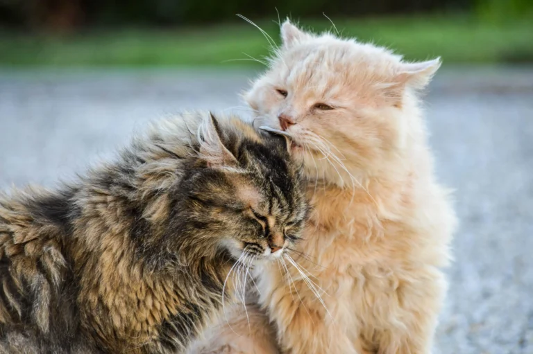 Why Do Cats Groom Each Other? 6 Reasons That Might Scare You