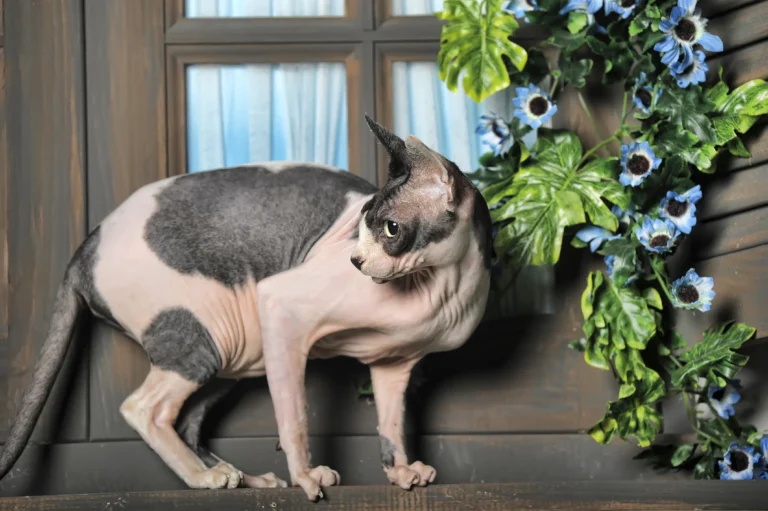 5 Rare and Unusual Cat Breeds You’ve Never Seen Before