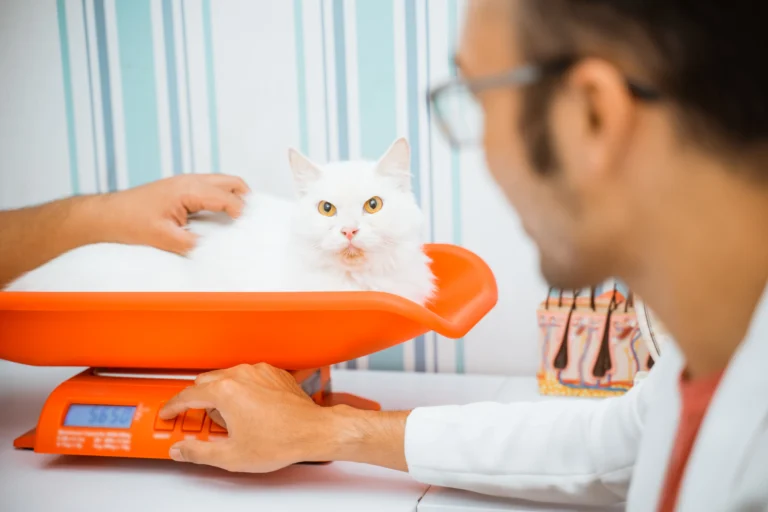 Cat Weight Chart: How to Avoid 5 Costly Health Risks