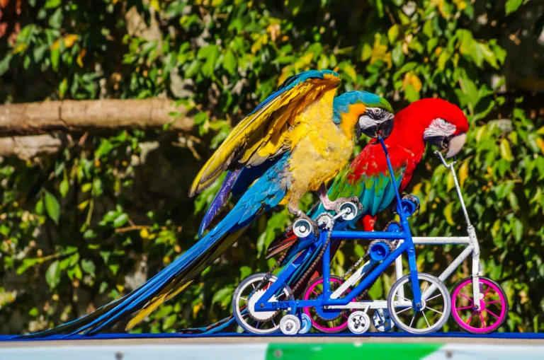 5 Mistakes People Make When Owning a Hahn’s Macaw (Avoid These!)