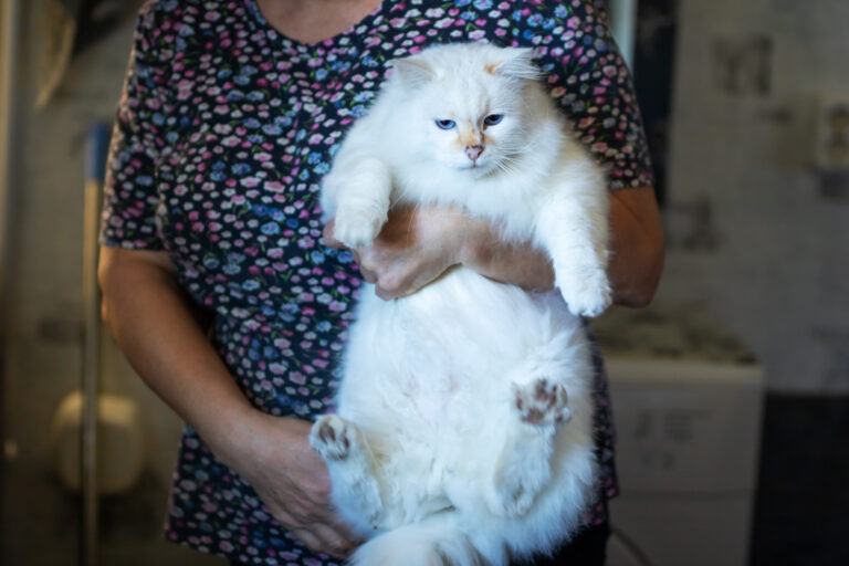 5 Sad Truths About Ragdoll Cats for Adoption (You Need to Know)