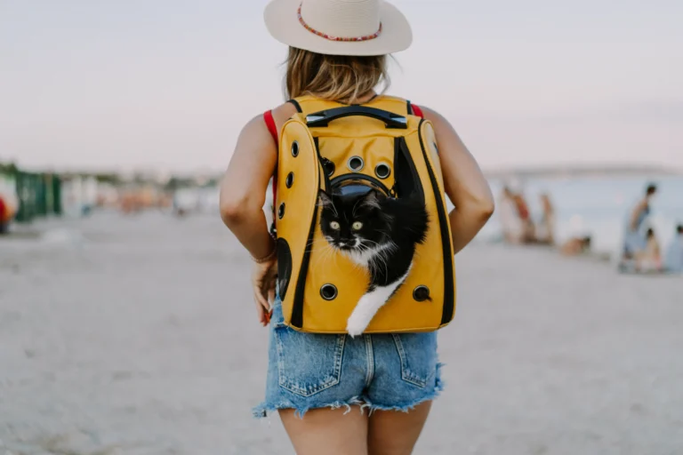 Cat on Backpack: 5 Secrets to Making Every Adventure More Fun!