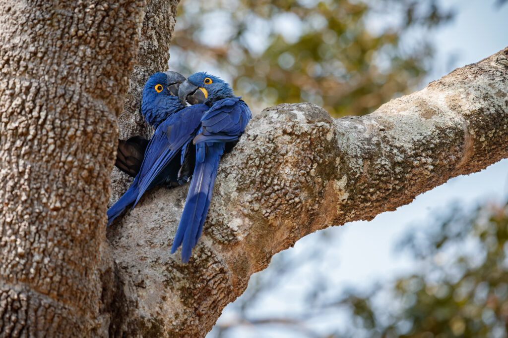 Blue Lovebird