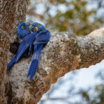 4 Shocking Facts About Blue Lovebird You Didn’t Know
