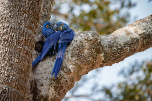 4 Shocking Facts About Blue Lovebird You Didn’t Know
