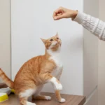 Why Is My Cat Sneezing? 6 Alarming Causes That Could Be Serious