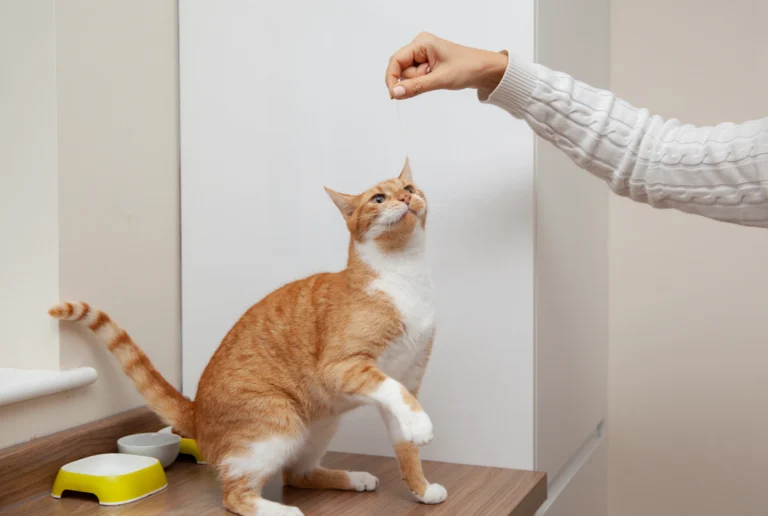 Why Is My Cat Sneezing? 6 Alarming Causes That Could Be Serious