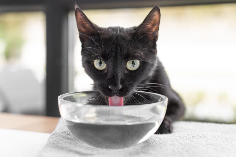 4 Shocking Reasons Why Your Cat Drinking a Lot of Water